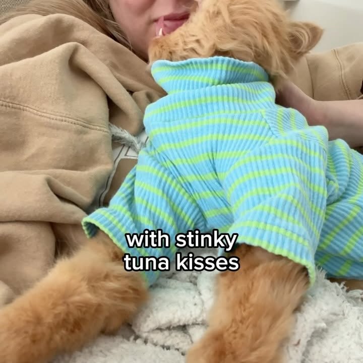 Instagram post by @cappybears for Weruva. Caption reads: [...] meal routine. Once I discovered the @weruva....