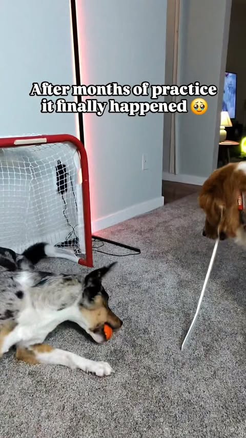 Instagram post by @darrelthedoge for Ray-Ban. Caption reads: After days of practice and determination, he....