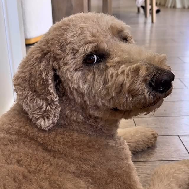 Instagram post by @girlandadoodle for K18 Hair. Caption reads: “Urgency” is not in Oliver’s vocabulary.. 

No....