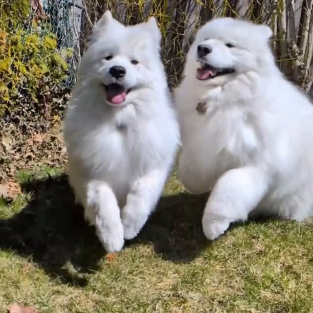 Instagram post by @zukothesamoyed for Google Pixel. Caption reads: #SponsoredByGoogle every leap, wag, and bark.. in....