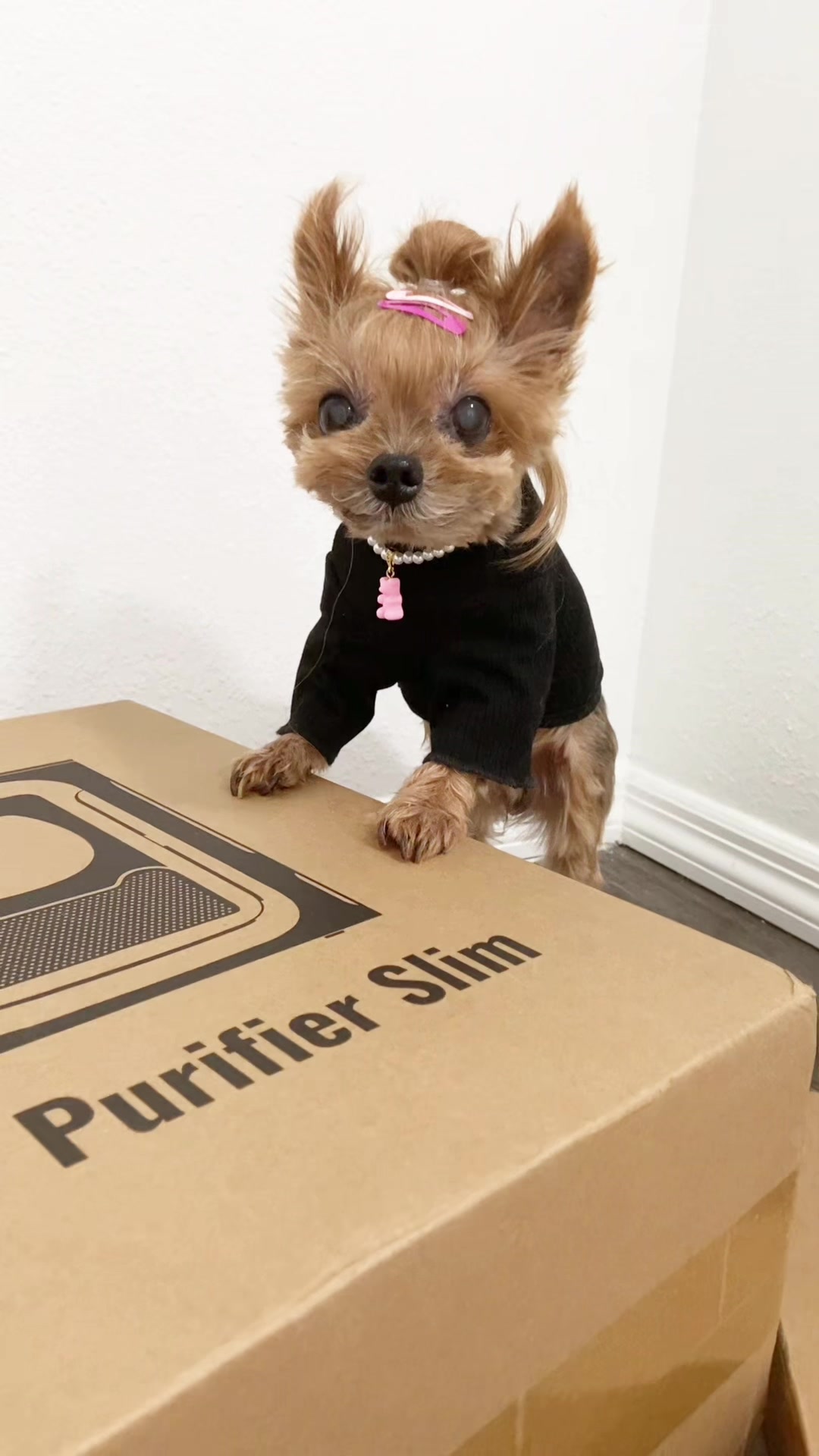 TikTok post by @drjcoby for Uahpet Shop US. Caption reads: [...] for 10% OFF 🐶🐾😊😘🩷💖👍🏻👍🏻 @Uahpet....