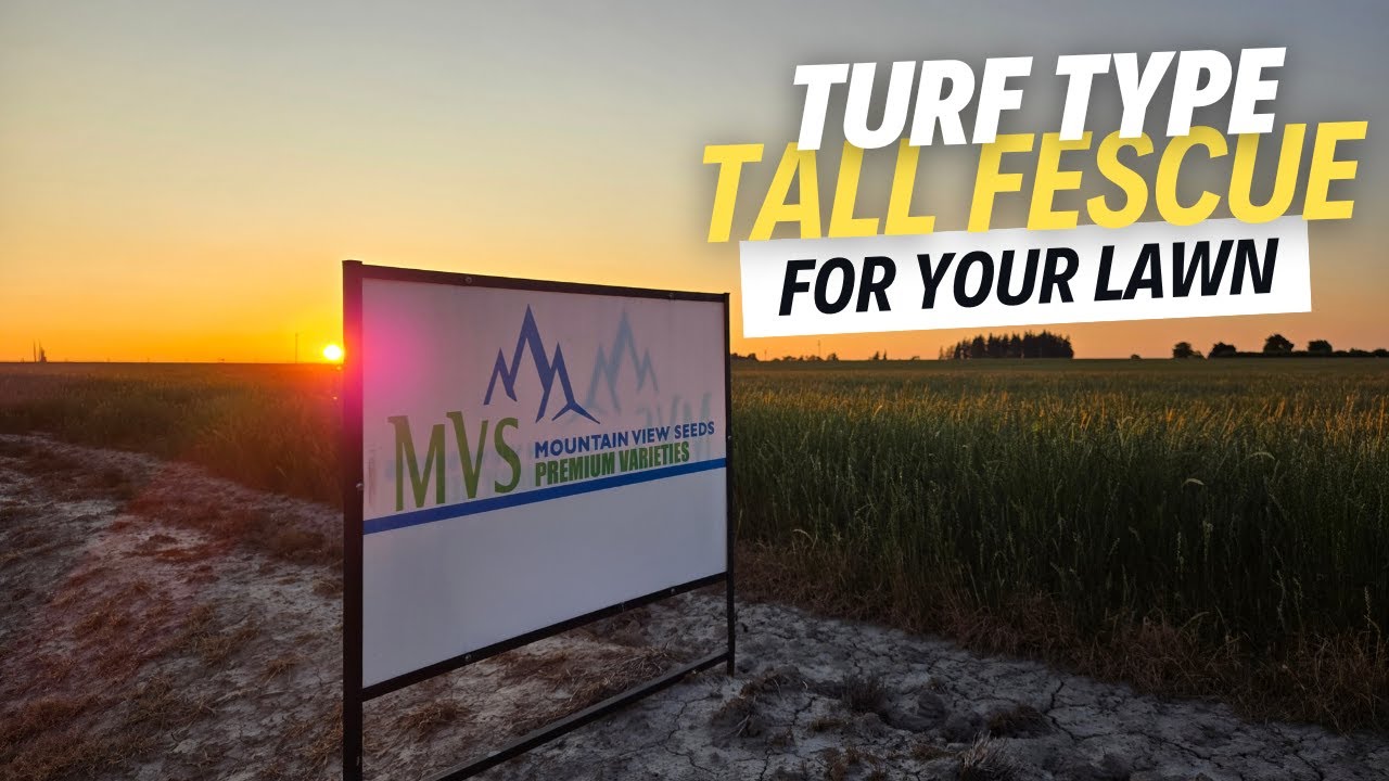 YouTube post by @ElevatedLawnscapes for Simple Lawn Solutions. Caption reads: Behind The Scenes of Mountain View Seeds Tall....