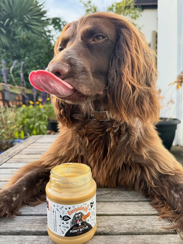 Instagram post by @obi1_the_jedi__sprocker_pup for Bugalugs Pet Care. Caption reads: Stick your tongue out if you love @bugalugspetcare....