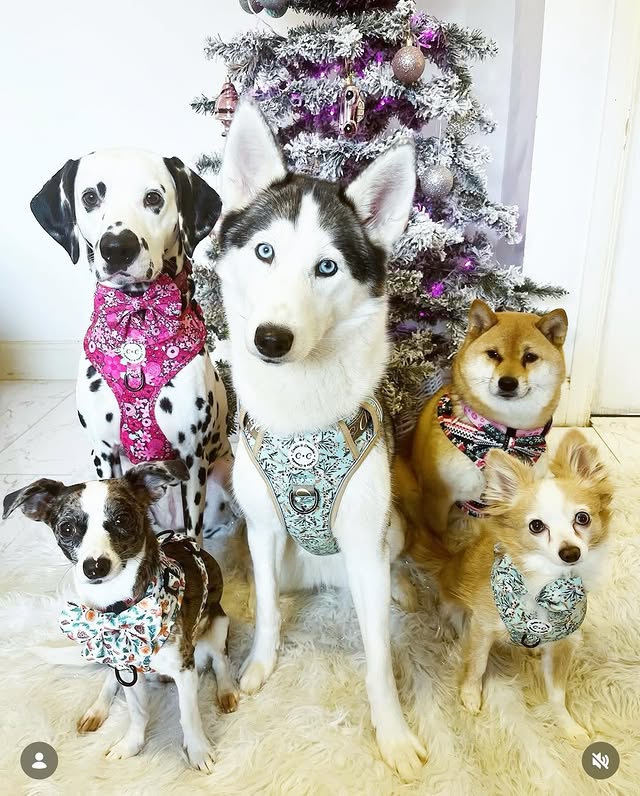 Instagram post by @thefoxwolfspotbossandbaby for Cookie & Chewkie. Caption reads: Happy Chewsday Frens 🩵💕

Throwback to one of our....