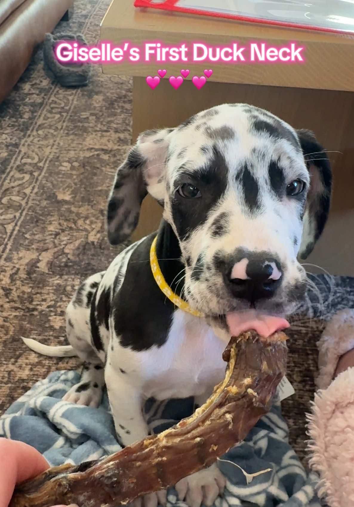 TikTok post by @pawsomehobbs for King Lou. Caption reads: [...] already obsessed with Duck Necks!! 💕💕@King....