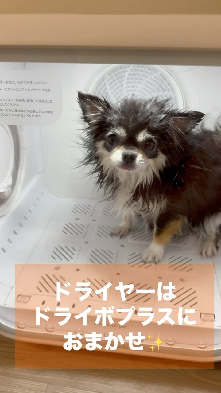 Instagram post by @i_am_kalbibibimbap for HomeRunPet. Caption reads: まだまだ暑い夏☀️

愛犬をお風呂に入れる機会も
増える夏

@homerunpet_jpの
ドライ....