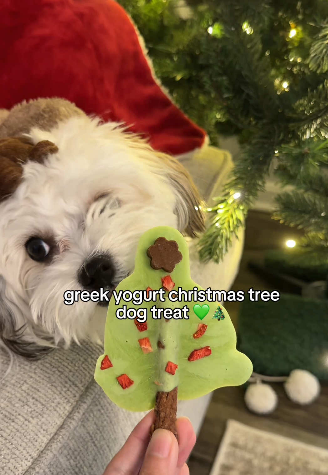 TikTok post by @mochithemaltipoop for Dog is Human. Caption reads: [...] but make them dog-approved 🎄🐶 @Dog is....