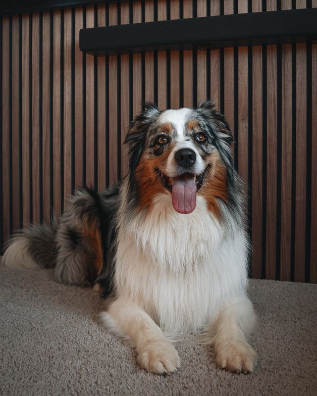Instagram post by @stiltontheaussie for WoodUpp. Caption reads: [...] wall where we have our tv 📺 Thanks to....