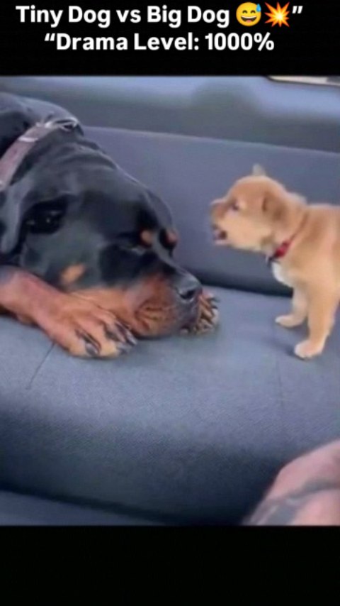 Instagram post by @chuckels__wonders for Open Farm Pet. Caption reads: [...] the best day ever! 😆🐶
Powered by....