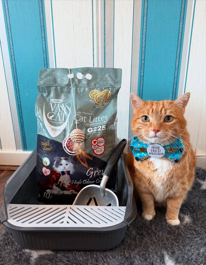 Instagram post by @a_ginger_cat_named_rascal for VanCatUK. Caption reads: Fill, Scoop and play that’s the @vancatuk way.....