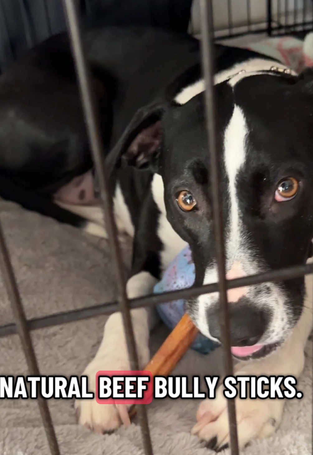 TikTok post by @jaybronious for PetMD Store. Caption reads: [...] love these #bullysticks from @PetMDStore....