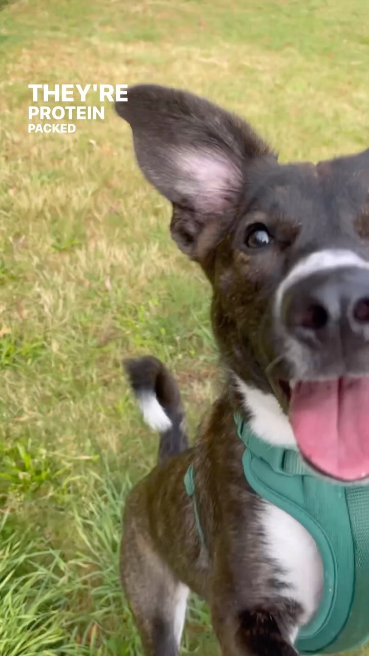Instagram post by @figgyandrosemary for Grandma Lucy's. Caption reads: [...] training and the girls are loving....