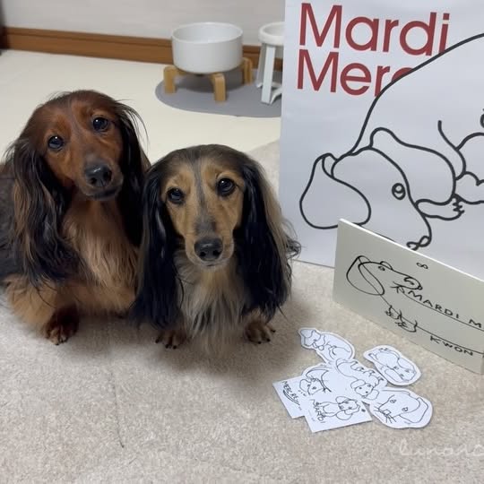 Instagram post by @calme.di for Mardi Mercredi. Caption reads: Mardiさんのかわいいダックス柄スウェットが届きました🐕
これからの季節、わんことのお出かけに大....