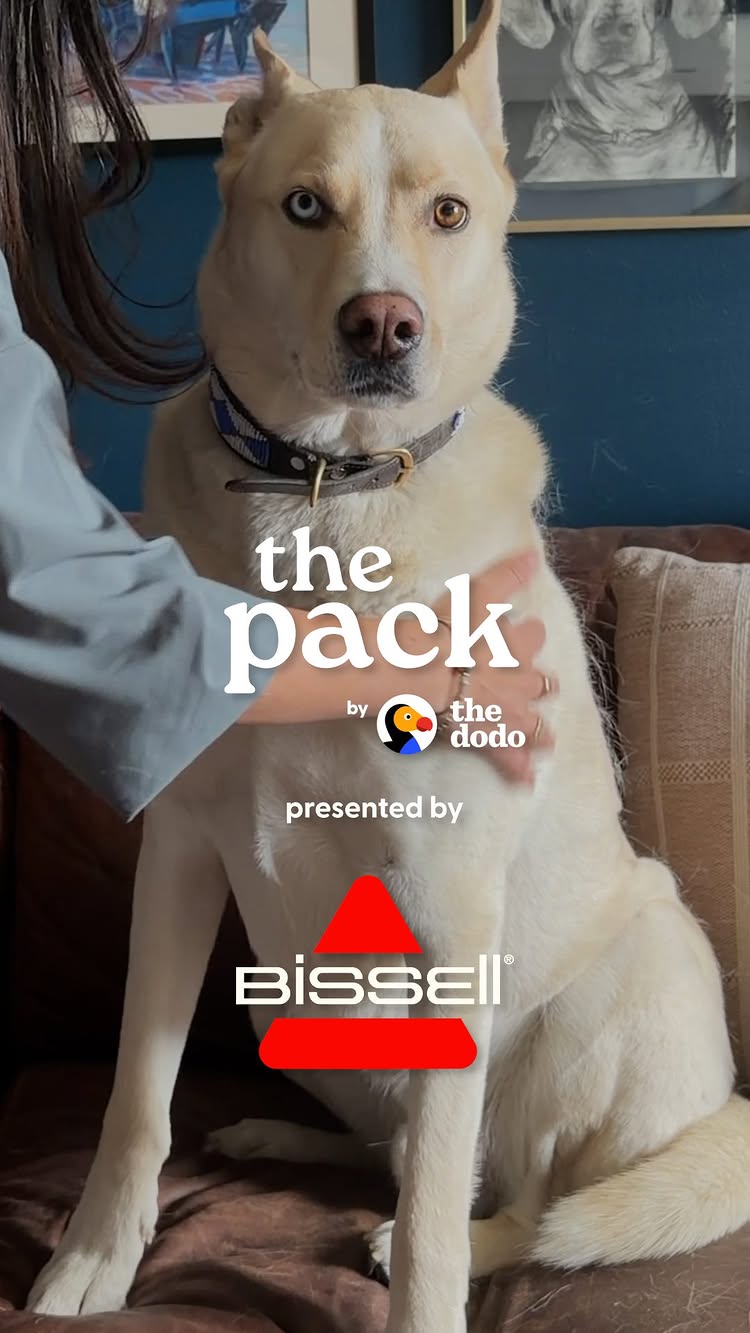 Instagram post by @thepackbythedodo for The Dodo. Caption reads: It’s just part of life with Theo 🐕 His white fur....