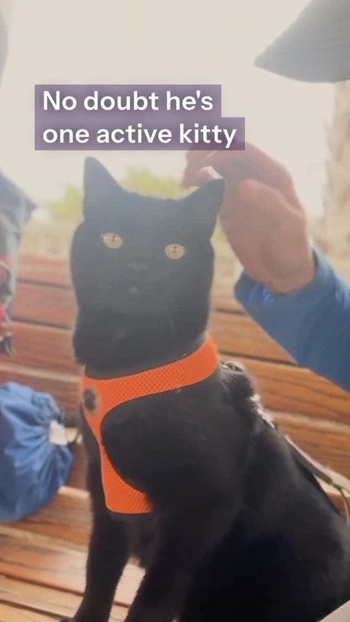 Instagram post by @jjyosh for Purina One. Caption reads: #ad Ever wonder what it takes to fuel an adventure....