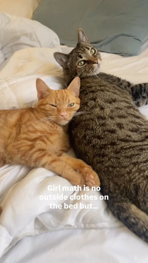 Instagram post by @tabbykatbros for PetPivot. Caption reads: Make it make sense bc I’m just a girl 🤭

How many....