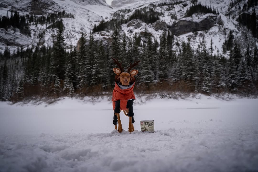 Instagram post by @milliethevizslacanada for BIG COUNTRY RAW. Caption reads: [...] for the holidays? Holiday Dinner by....