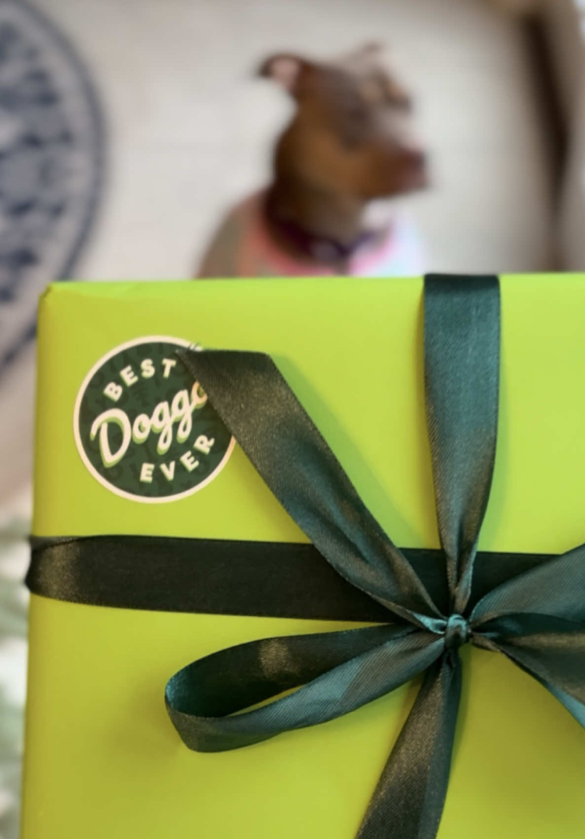 TikTok post by @misspattythestaffy for Benebone. Caption reads: [...] unboxing this new limited edition @Benebone....