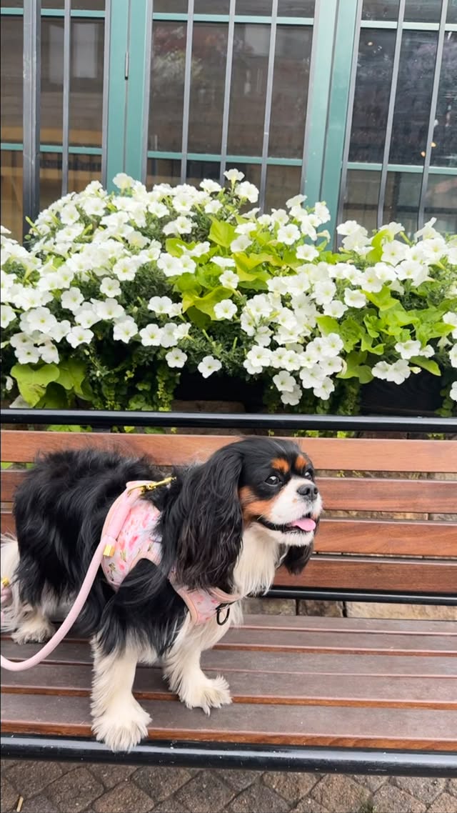 Instagram post by @george_n_kelce for Cavology. Caption reads: [...] her step in pink 🌸floral vest by....