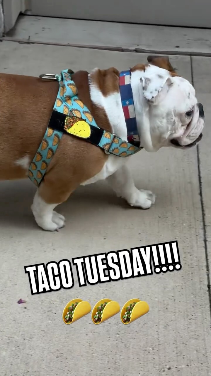 Instagram post by @bowser_the_english for Bullhug. Caption reads: [...] IS‼️ Use code Bowser10 for 10% off all....