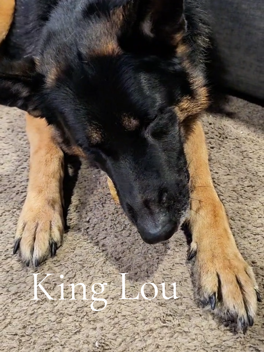 TikTok post by @titan.the.shepherd for King Lou. Caption reads: [...] 🐾🦴 #chickenfeet #dogmom #Holidaydeals....