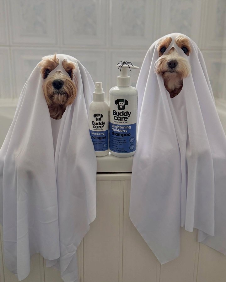 Instagram post by @rodneyandmabel_the_cavapoos for Buddycare Grooming. Caption reads: Bath time just got a whole lot spookier! 😳 

Meet....
