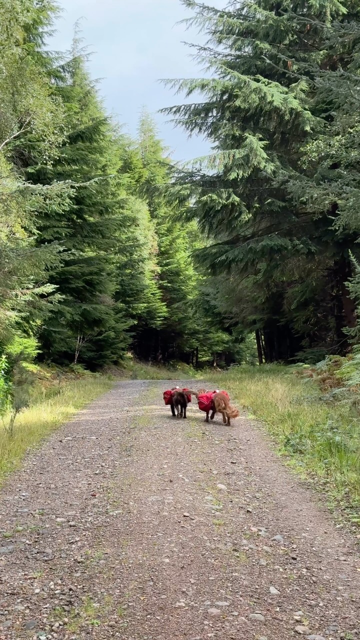 Instagram post by @theedinburghspaniels for Ruffwear. Caption reads: a week from my POV (wait for the end🥹)

just a....