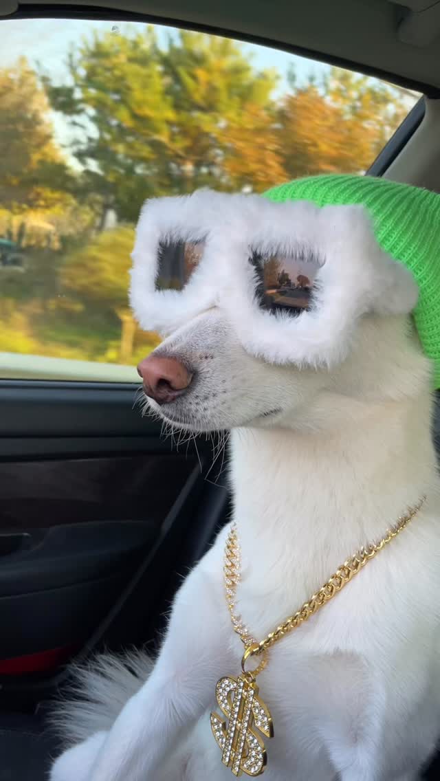 Instagram post by @jindawg_korea for GENTLE MONSTER. Caption reads: STAY 💚🤍.