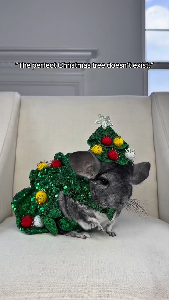 Instagram post by @phillychinchilly for PetSmart. Caption reads: Can you show me a better Christmas tree? 🎄 
I bet....