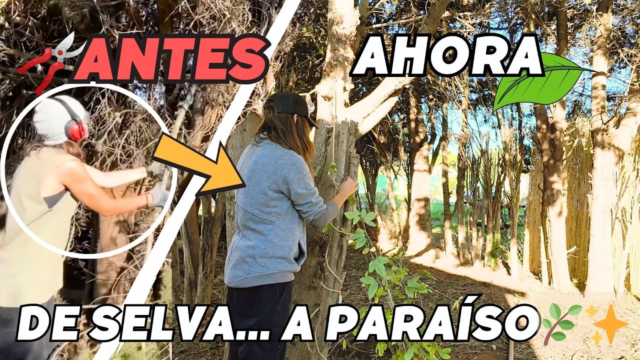 YouTube post by @Lafinquitadelaescritora for BetterHelp. Caption reads: Finally, this CORNER has LIFE again 🌿 Vlog265.