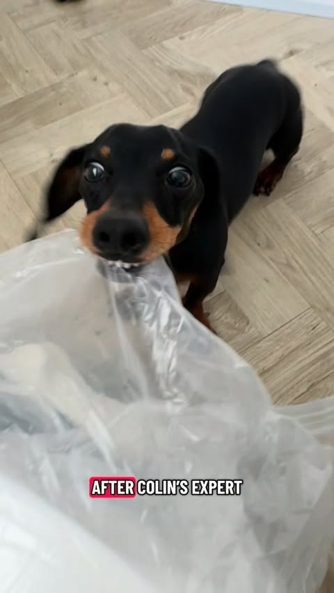 Instagram post by @colintheminisausage for FunnyFuzzy. Caption reads: Unbox our new pet stairs from @funnyfuzzyuk 🐾....