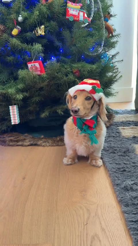 Instagram post by @itsyaboy_winston for Open Farm Pet. Caption reads: While you are waiting for Santa, I'm waiting for....