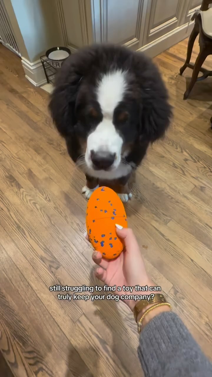 Instagram post by @cjthebernese for Cheerble. Caption reads: CJ is beyond obsessed with his new toys 🙃 Use....