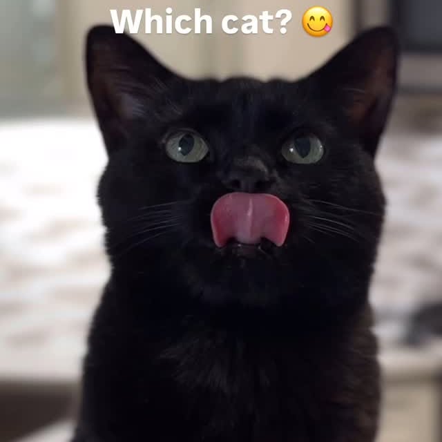 Instagram post by @chicagoblackcat for Darwin's Natural Pet Products. Caption reads: I just love Ravi’s scrunchie face! All of our cats....