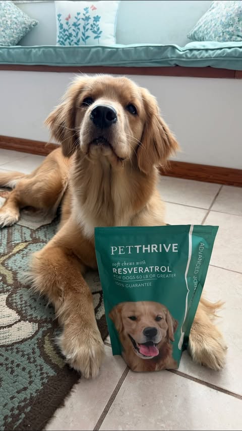 Instagram post by @milly.thegoldenpup for Pawjourr. Caption reads: [...] chews!! Definitely check these out🐾....