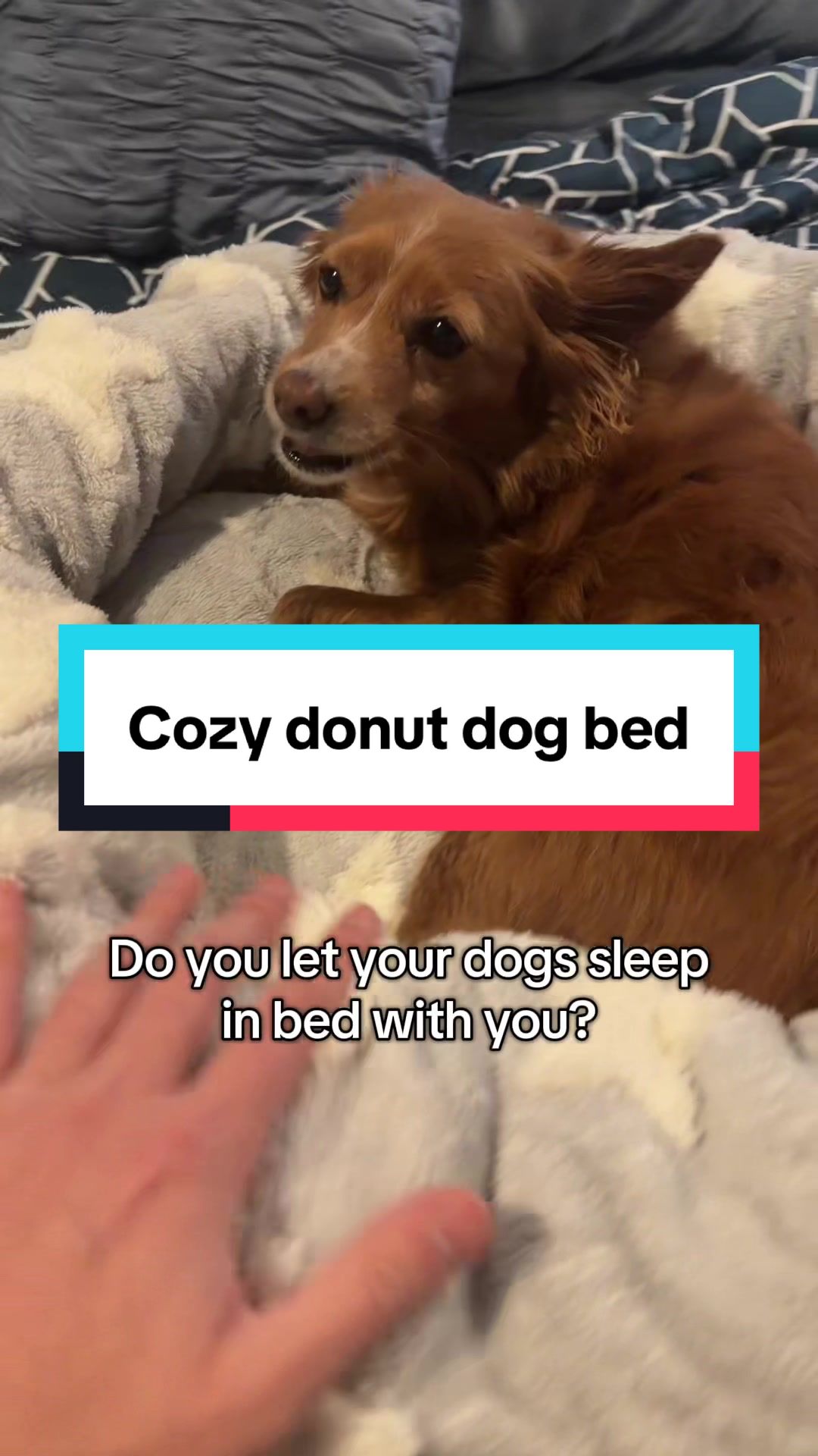 TikTok post by @steamyfinds for Lesure Pet. Caption reads: [...] #anxietydogbed #tiktokshophomecreator....