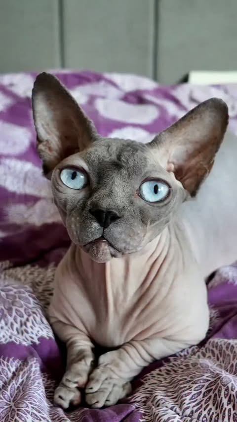 Instagram post by @sphynx.cats.us for AliExpress. Caption reads: [...] ⏰ Valid September 1-30 (PT) #AliExpress....