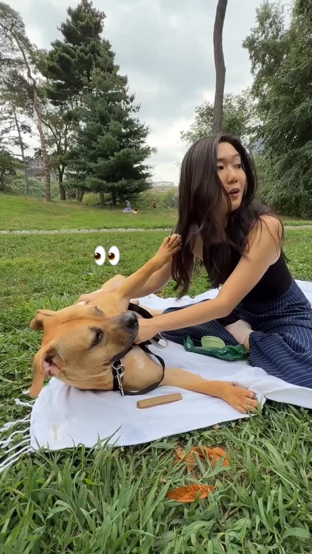 Instagram post by @vivecachow for Earth Rated. Caption reads: To adopt, please visit:....