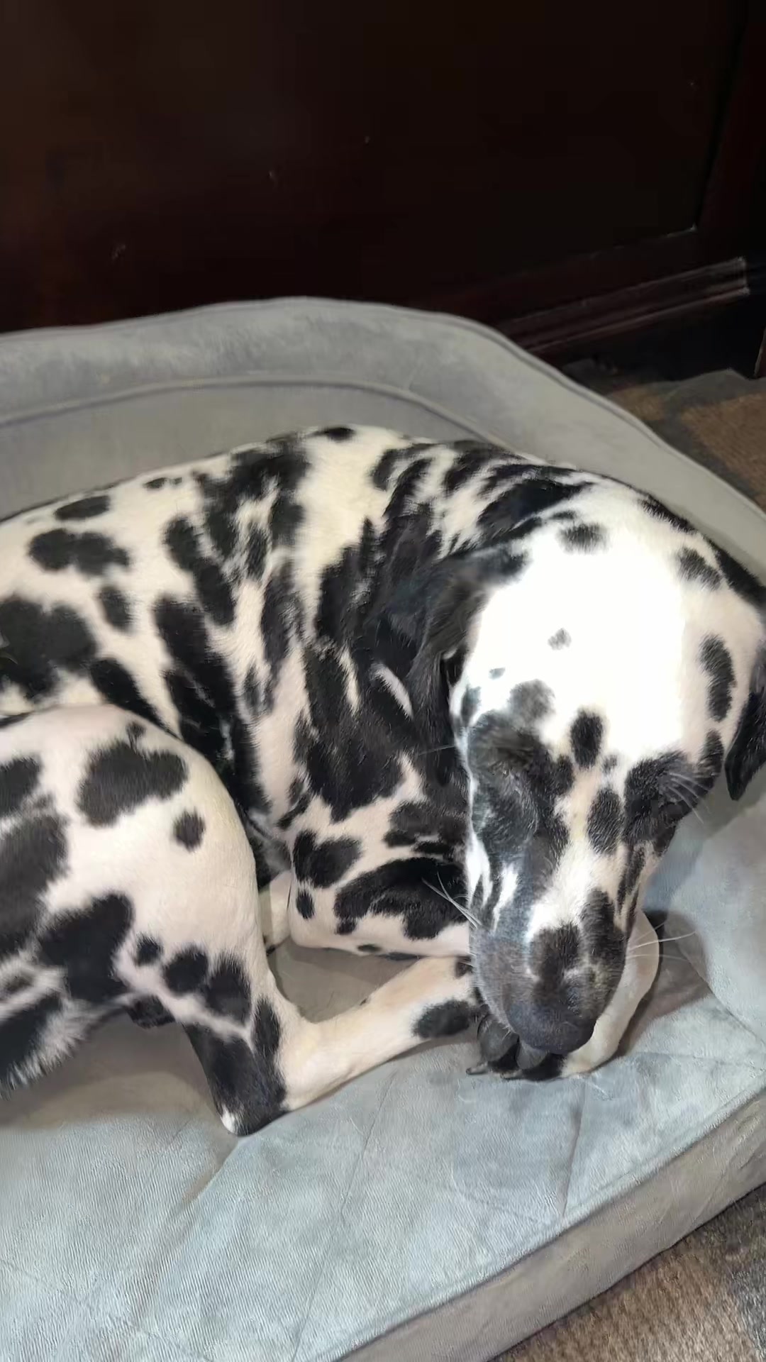 TikTok post by @ljsanders2021 for SleekEZ. Caption reads: @SleekEZ USA perfect for deshedding all pets !!....