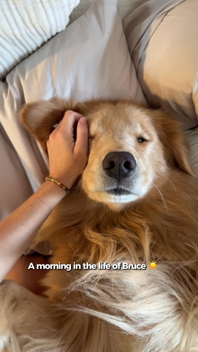 Instagram post by @san_diego_bruce for Bernie's Best. Caption reads: A morning with Bruce☀️ Bruce’s coat has always....