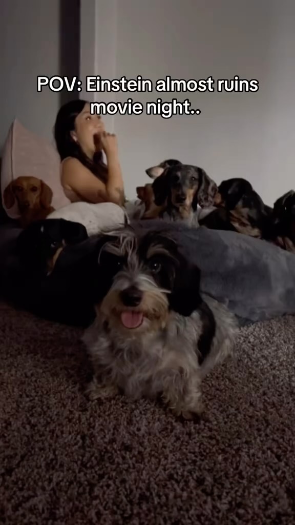 Instagram post by @yunabugs for Nature's Miracle. Caption reads: #sponsored You’re a WIZZard Einstein!!! 😂....