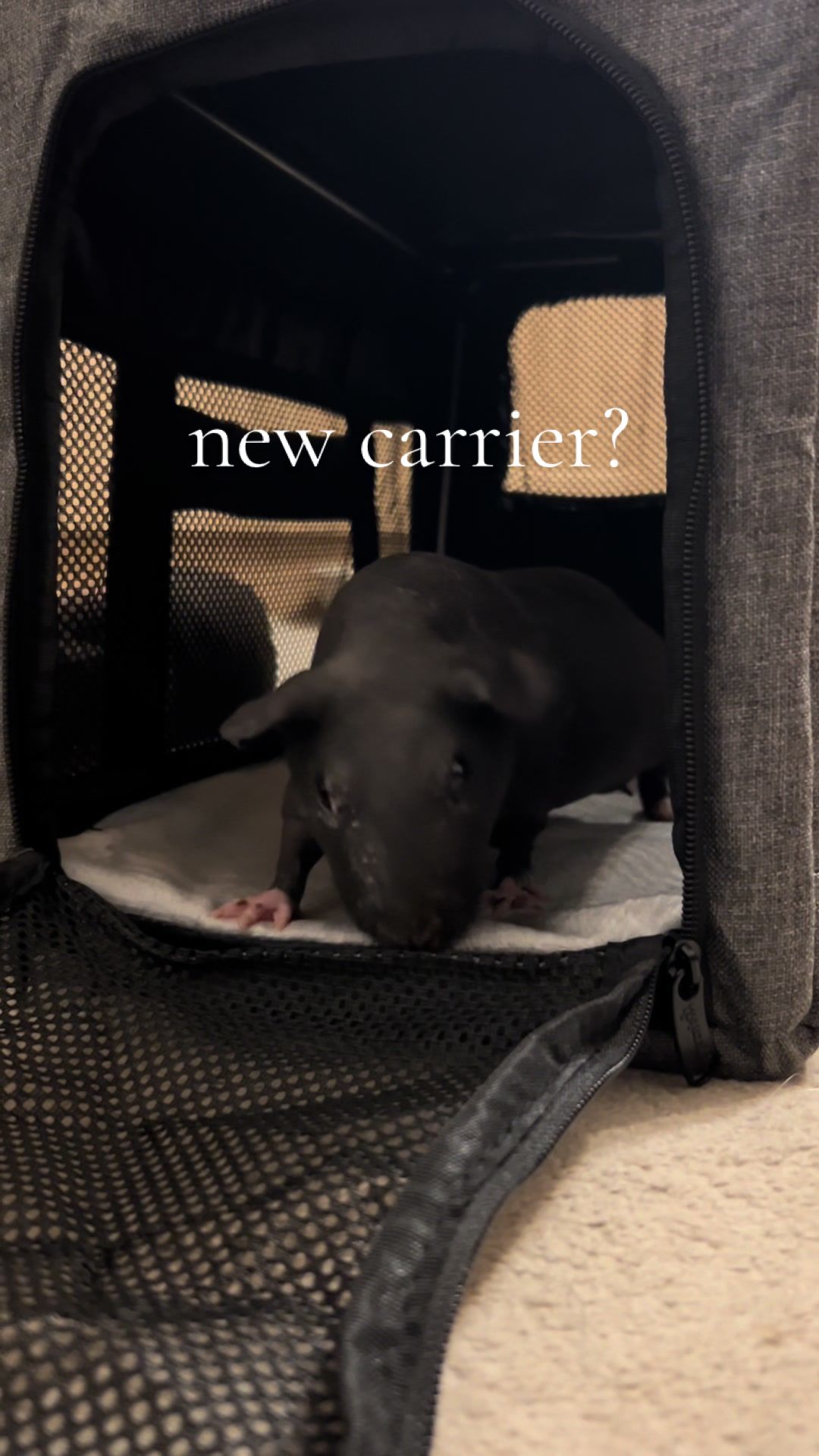 TikTok post by @goldenpiggles for Pecute. Caption reads: we love this carrier from @Pecute 🐾🛍️ ....