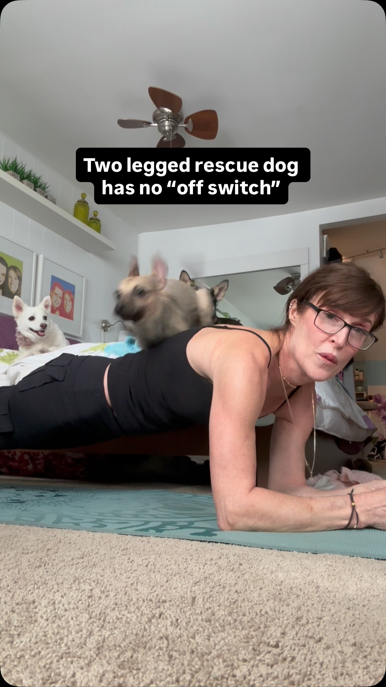 Instagram post by @amira.amiracle for WeRateDogs. Caption reads: Legs Shmegs!! No limits on Riot Wyatt! He has two....