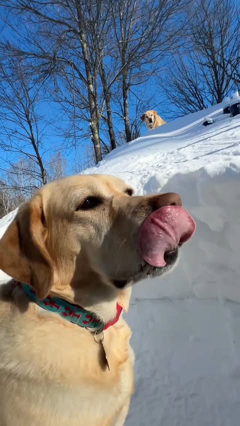 Instagram post by @dognamedstella for Fera Pets. Caption reads: So Mabel takes her @ferapets fish oil from a luge....