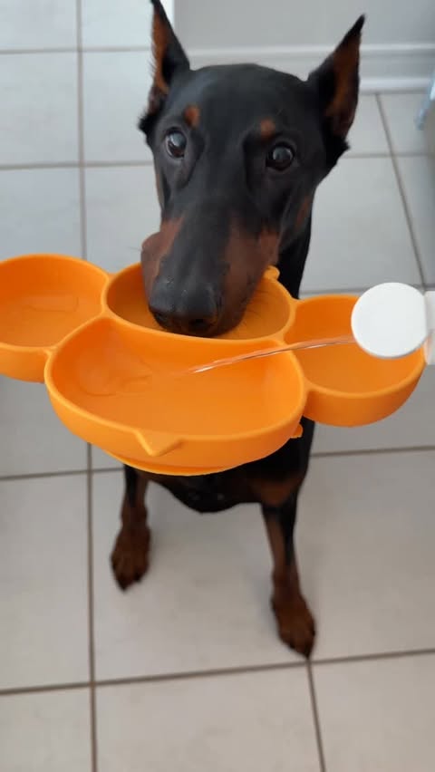 Instagram post by @ares.thedoberman for Skout's Honor. Caption reads: [...] Upgrade your dog’s routine with @skoutshonor....