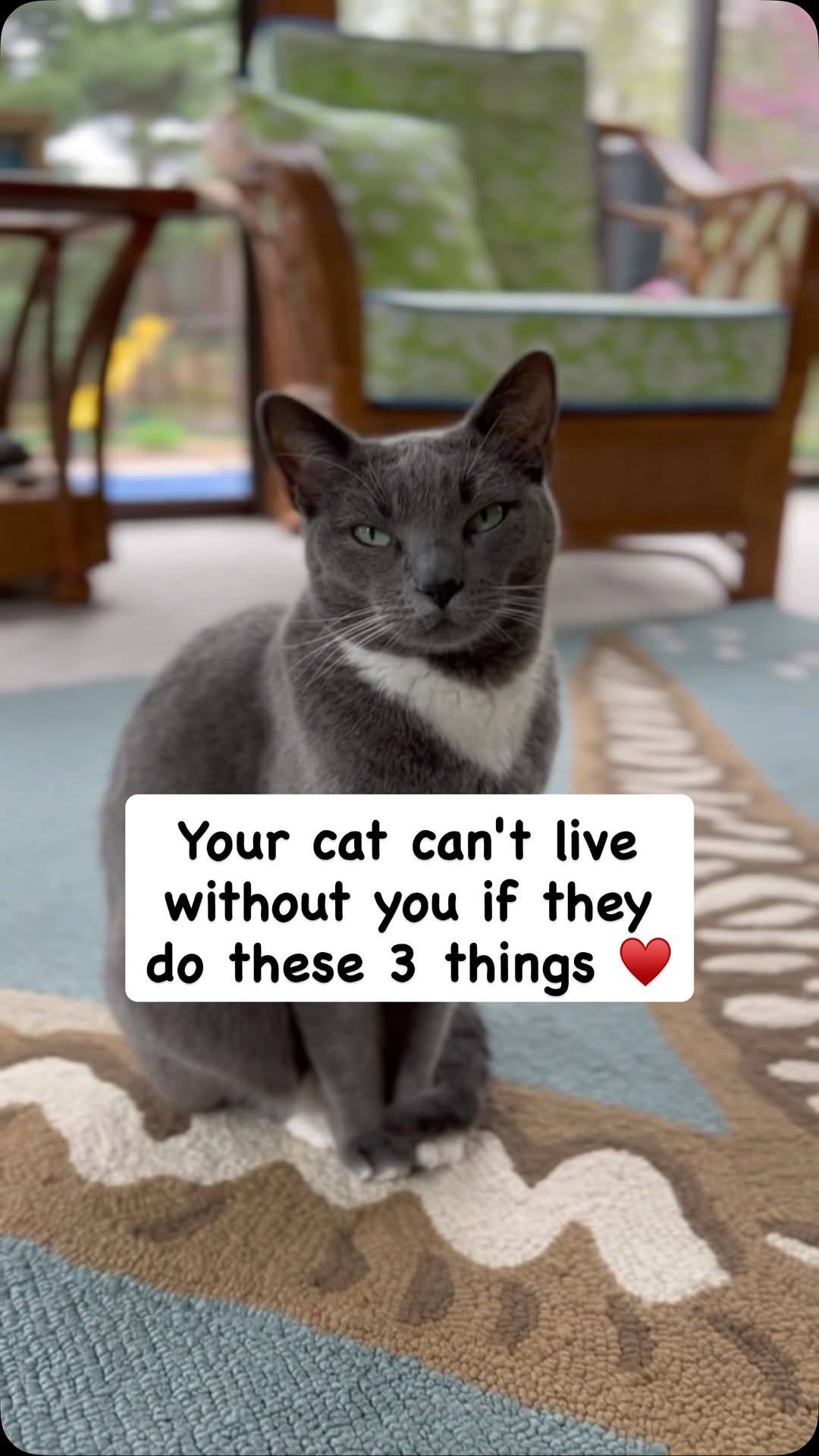 Instagram post by @purrfectinfluencer for Cats of Instagram. Caption reads: Your cat can't live without you if they do these 4....