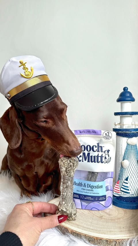 Instagram post by @frankie_dachshund03 for Pooch and Mutt. Caption reads: [...] about the new COD FISH CHEWS from....