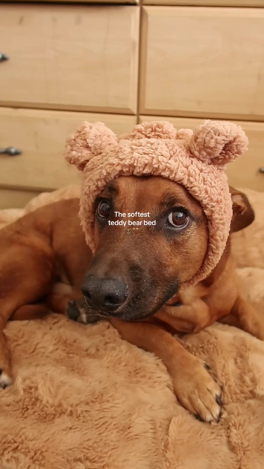 TikTok post by @leothecorgimix for Lesure Pet. Caption reads: @Lesure Pet has done it again with providing the....