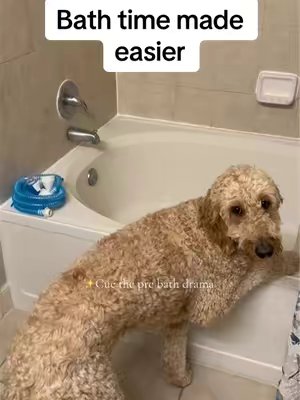 TikTok post by @life.of.penny.poo for Rinseroo. Caption reads: Bath time made easier thanks to @Rinseroo™....