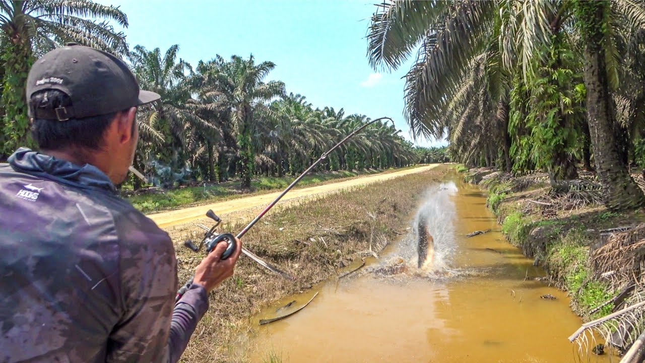 YouTube post by @Angler2001 for Tokopedia. Caption reads: Beyond Expectations!!! This Ugly Yellow Water....